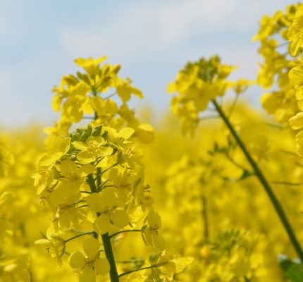 Innovative Projekte & Produkte: Bewerbung für Ernst-Pelz-Preis und Förderpreis Nachwachsende Rohstoffe möglich